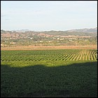 IMG_7349.JPG